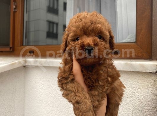 Aşılı Pasaportlu Toypoodle Bebekler görsel