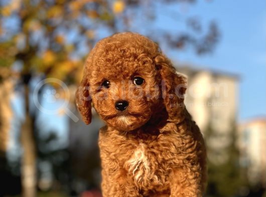 Irk Ve Saglik Garantili Poodle Bebekler Ciftligimizden görsel