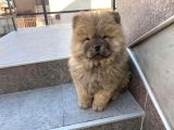 KOCA KAFA CHOW CHOW YAVRULARI