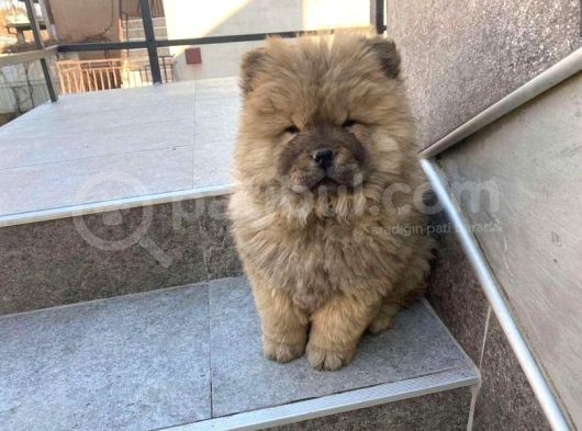 Koca Kafa Chow Chow Yavrulari
