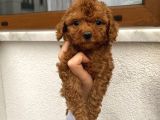 Ev Doğumlu Poodle Bebekler
