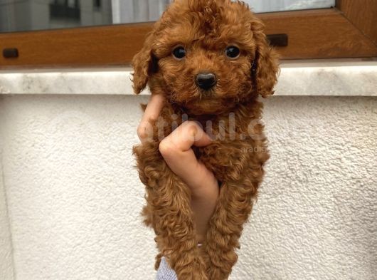 Ev Doğumlu Poodle Bebekler görsel