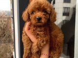 Çocuklarınıza En İyi Arkadaş Poodle Bebekler