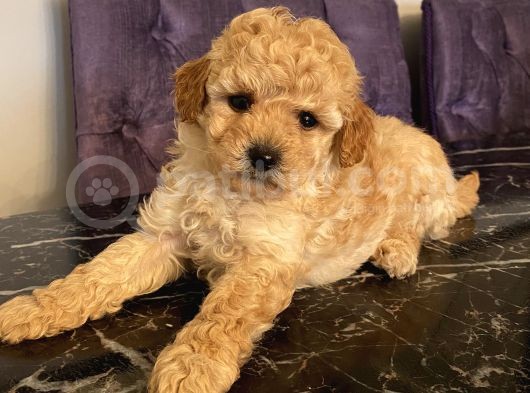 Çocuklarınıza En İyi Arkadaş Poodle Bebekler görsel