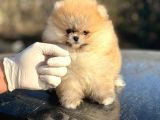 Irk Ve Saglik Garantili Orjinal Pomeranian Bebekler