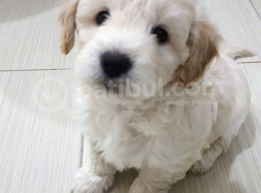Poodle Tadında Mini Maltipo Bebeğim görsel