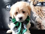 Poodle Tadında Mini Maltipo Bebeğim