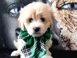 Poodle Tadında Mini Maltipo Bebeğim