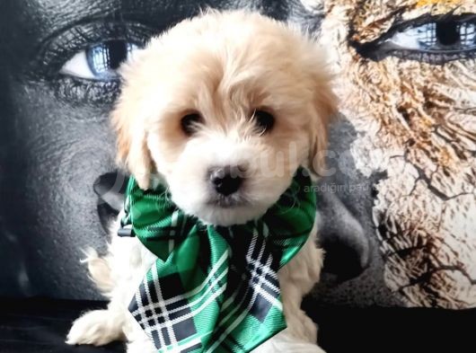 Poodle Tadında Mini Maltipo Bebeğim görsel