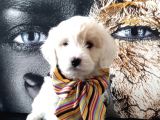 Poodle Tadında Mini Maltipo Bebeğim