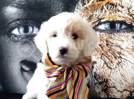 Poodle Tadında Mini Maltipo Bebeğim görsel