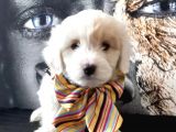 Poodle Tadında Mini Maltipo Bebeğim