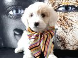 Poodle Tadında Mini Maltipo Bebeğim