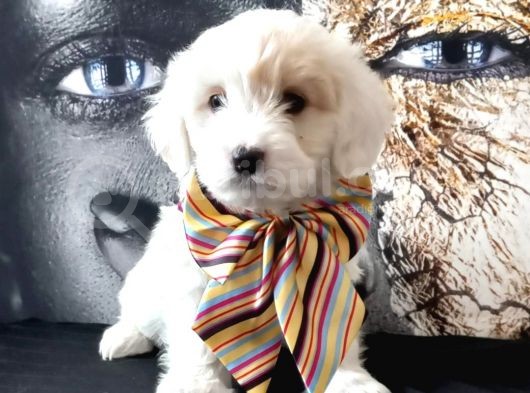 Poodle Tadında Mini Maltipo Bebeğim görsel