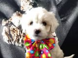 Poodle Tadında Mini Maltipo Bebeğim