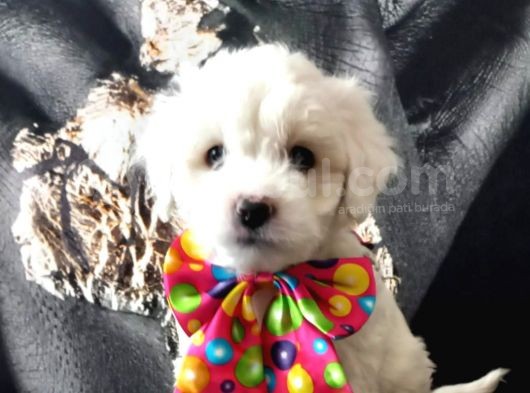Poodle Tadında Mini Maltipo Bebeğim