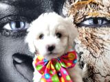 Poodle Tadında Mini Maltipo Bebeğim