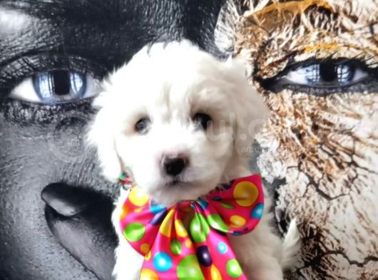 Poodle Tadında Mini Maltipo Bebeğim görsel