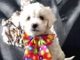 Poodle Tadında Mini Maltipo Bebeğim
