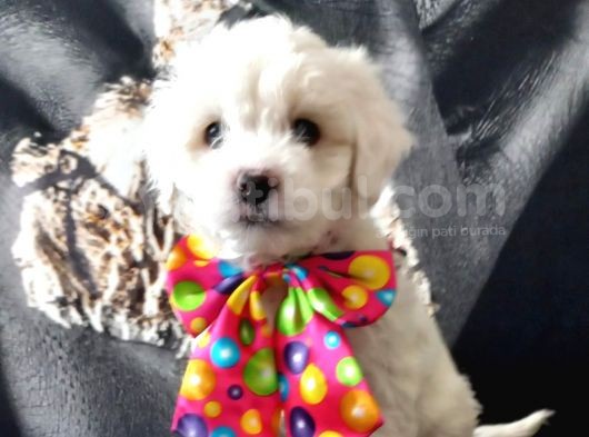 Poodle Tadında Mini Maltipo Bebeğim görsel