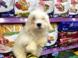 Maltese Terri̇er Bakim Malzemeleri Bi̇zden Hediye