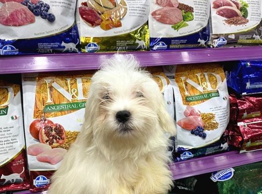 Maltese Terri̇er Bakim Malzemeleri Bi̇zden Hediye görsel