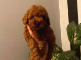 RED BROWN TOY POODLE YAVRULAR