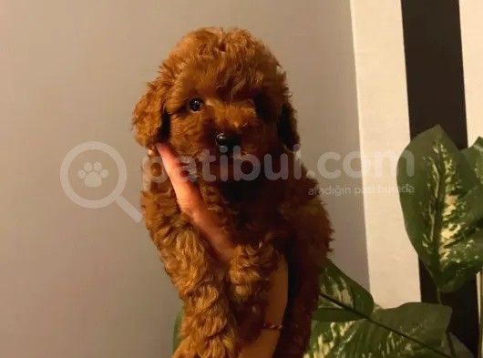 Red Brown Toy Poodle Yavrular