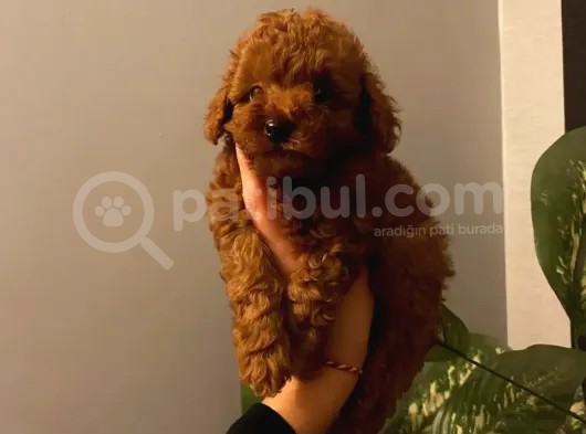 Red Brown Toy Poodle Yavrular görsel