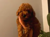 Red Brown Toy Poodle Yavrular