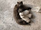 British Shorthair Erkek