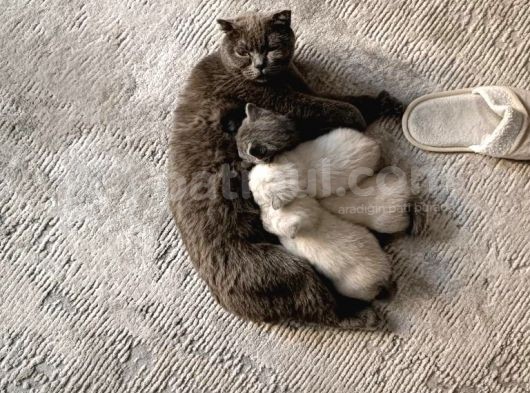 British Shorthair Erkek görsel
