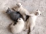 British Shorthair Erkek