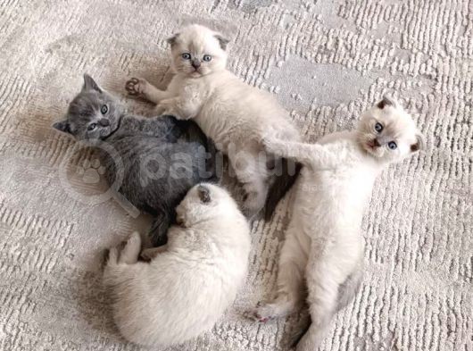 British Shorthair Erkek görsel