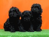 Mükemmel Kali̇tede Si̇yah Toy Poodle Yavru