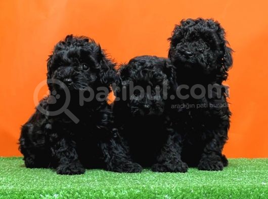 Mükemmel Kali̇tede Si̇yah Toy Poodle Yavru görsel