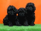Mükemmel Kali̇tede Si̇yah Toy Poodle Yavru