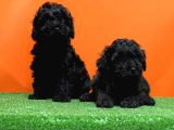 Mükemmel Kali̇tede Si̇yah Toy Poodle Yavru