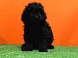 Mükemmel Kali̇tede Si̇yah Toy Poodle Yavru
