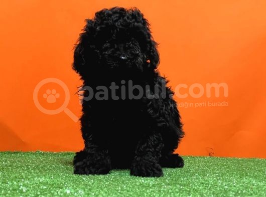 Mükemmel Kali̇tede Si̇yah Toy Poodle Yavru görsel