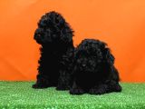 MÜKEMMEL KALİTEDE SİYAH TOY POODLE YAVRU