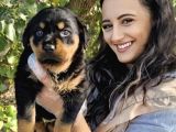 Rottweiler yavrum ❤️