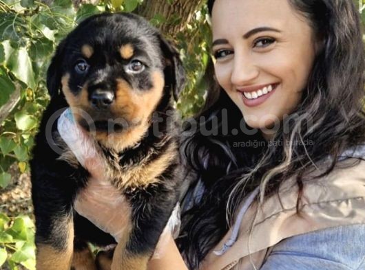 Rottweiler Yavrum ❤️