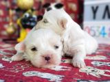 Maltese Yavru