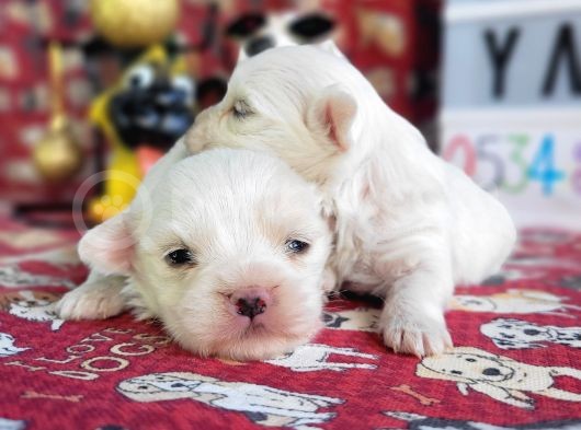 Maltese Yavru görsel