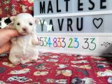 Maltese Yavru