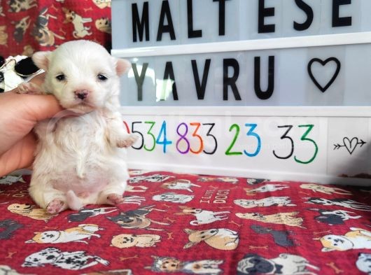 Maltese Yavru