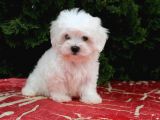 İSTANBUL KÖPEK ÜRETİM ÇİFTLİĞİ ORJİNAL MALTESE TERİER YAVRULAR