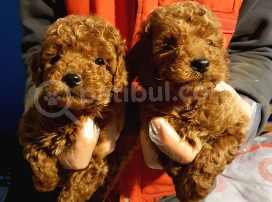 İstanbul Köpek Üreti̇m Çi̇ftli̇ği̇ Orji̇nal Yerli̇ Üreti̇m Toy Poodle Yavrular. görsel