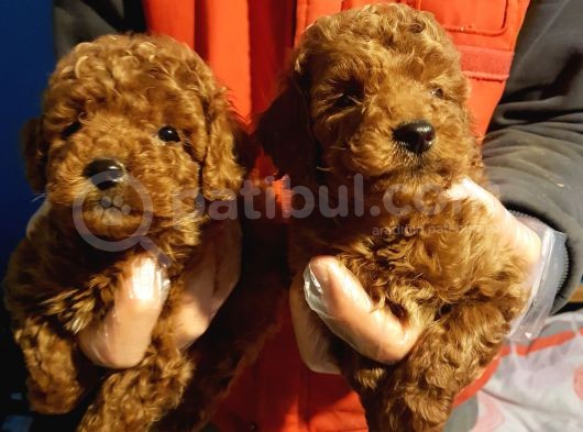 İstanbul Köpek Üreti̇m Çi̇ftli̇ği̇ Orji̇nal Yerli̇ Üreti̇m Toy Poodle Yavrular.